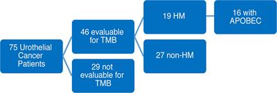 APOBEC Mutational Signature and Tumor Mutational Burden as Predictors of Clinical Outcomes and Treatment Response in Patients With Advanced Urothelial Cancer